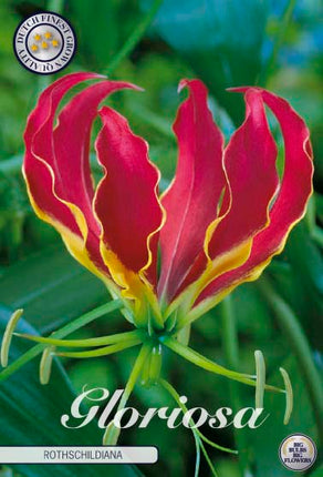 Hængende lilje-Gloriosa superba 'Rotschildiana' 1-pak