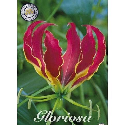 Klänglilja-Gloriosa superba 'Rotschildiana' 1-pack