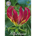 Klänglilja-Gloriosa superba &