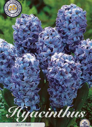 Hyacinth Delft Blue 5 kpl