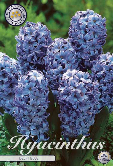 Hyacinth Delft Blue 5-pak