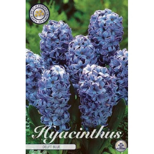 Hyacinth Delft Blue 5-pack