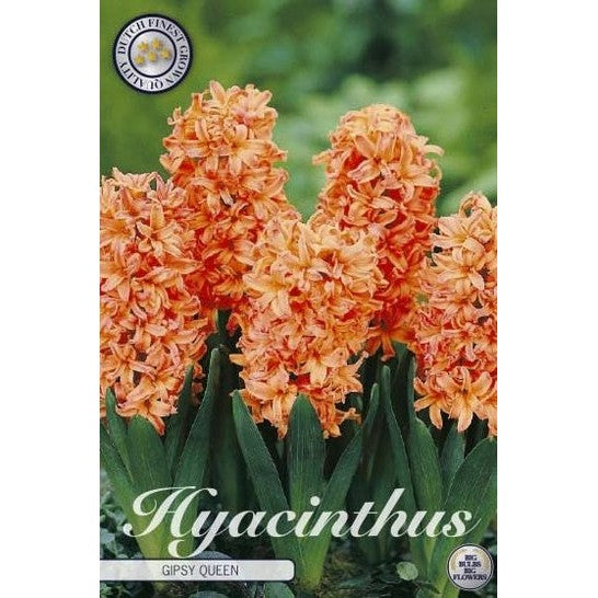 Hyacint 'Gipsy Queen' 5-pack