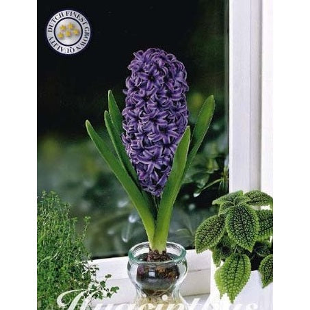 Hyacint Glas Hyacint 'Delft Blue' 3-pack