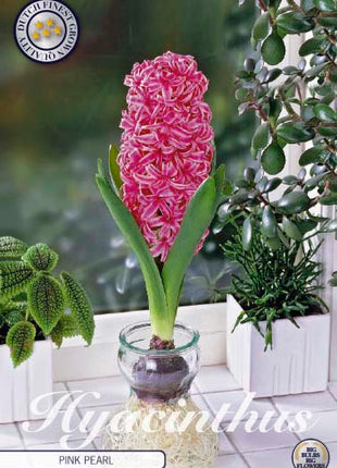 Hyacinth Glass Hyacinth 'Pink Pearl' 3 kpl