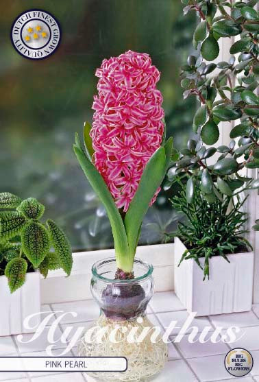 Hyacinth Glas Hyacinth 'Pink Pearl' 3-pak