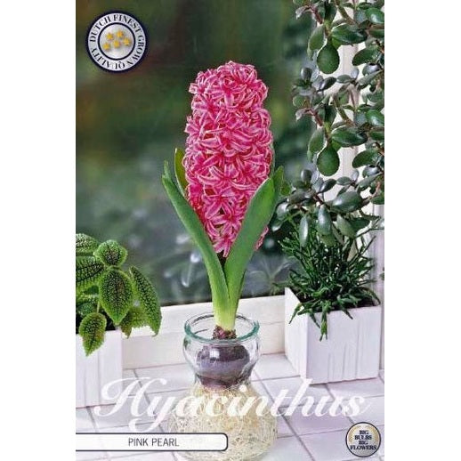 Hyacint Glas Hyacint 'Pink Pearl' 3-pack