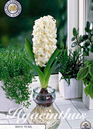 Hyacinth Glass Hyacinth 'White Pearl' 3 kpl