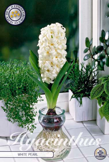 Hyacinth Glass Hyacinth 'White Pearl' 3 kpl
