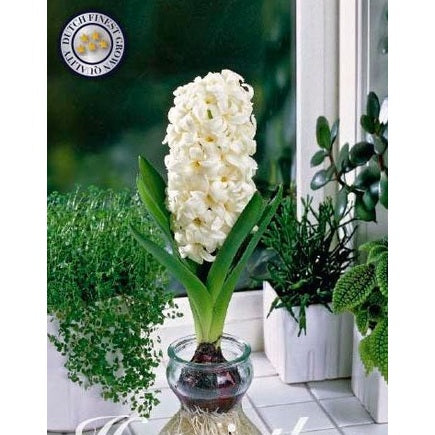 Hyacint Glas Hyacint 'White Pearl' 3-pack