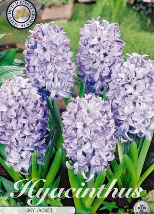 Hyacinth 'Sky Jacket' 5-pak