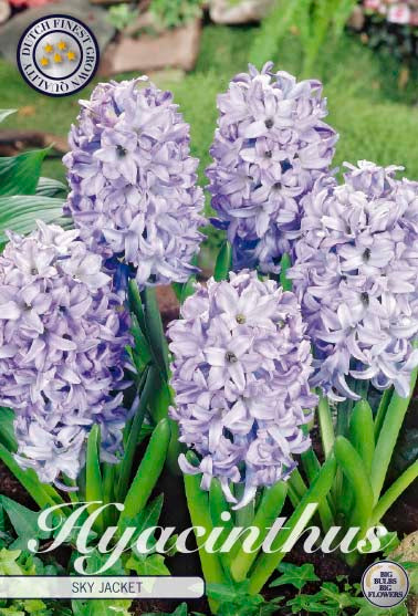 Hyacinth 'Sky Jacket' 5-pak