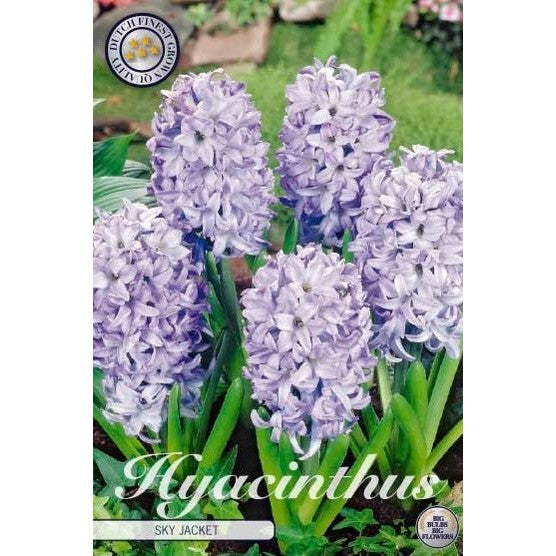 Hyacint 'Sky Jacket' 5-pack