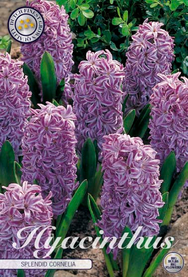 Hyacinth 'Splendid Cornelia' 5-pak