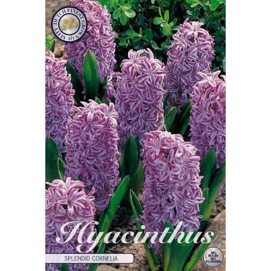 Hyacint 'Splendid Cornelia' 5-pack