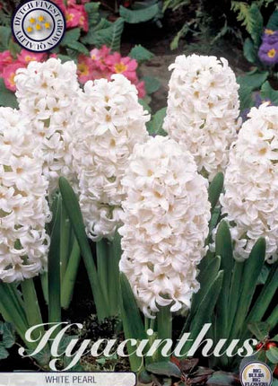 Hyacinth 'White Pearl' 5 kpl