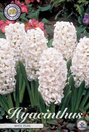 Hyacinth 'White Pearl' 5-pak