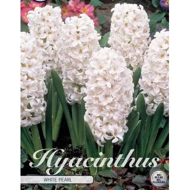Hyacint 'White Pearl' 5-pack