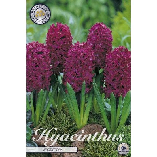 Hyacint 'Woodstock' 5-pack