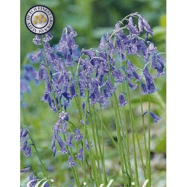 Engelsk klockhyacint-Hyacinthoides non scripta 'Non Scripta' 10-pack