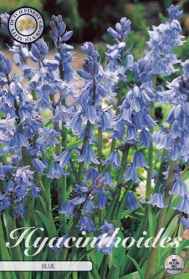 Espanjan kello hyasintti-Hyacinthoides hispanica 'Blue' 10 kpl