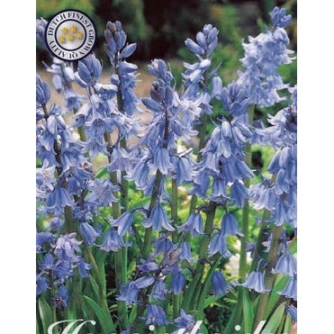 Spansk klockhyacint-Hyacinthoides hispanica 'Blue' 10-pack