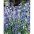 Spansk klockhyacint-Hyacinthoides hispanica &