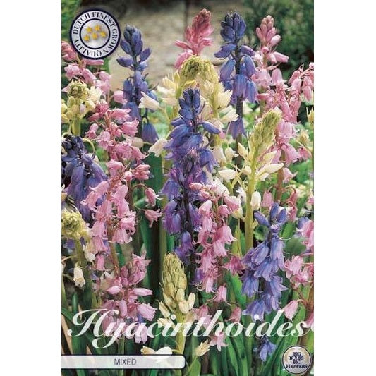 Spansk klockhyacint-Hyacinthoides hispanica 'Mixed' 10-pack