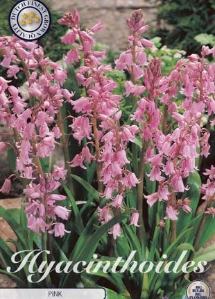 Spansk klockhyacint-Hyacinthoides hispanica 'Pink' 10-pack
