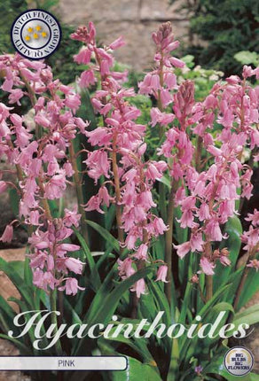 Espanjan kello hyasintti-Hyacinthoides hispanica 'Pink' 10 kpl