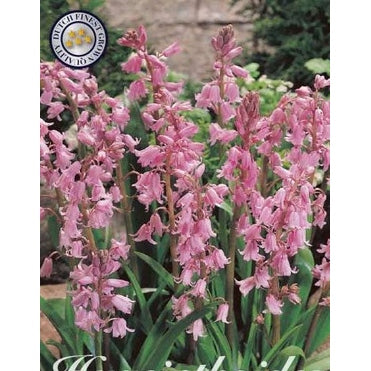 Spansk klockhyacint-Hyacinthoides hispanica 'Pink' 10-pack