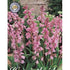 Spansk klockhyacint-Hyacinthoides hispanica &