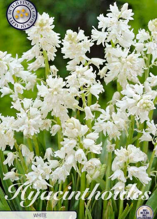 Spansk klokkehyacint-Hyacinthoides hispanica Hvid 10-pak