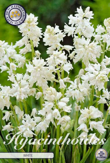 Espanjan kellohyasintti-Hyacinthoides hispanica Valkoinen 10 kpl