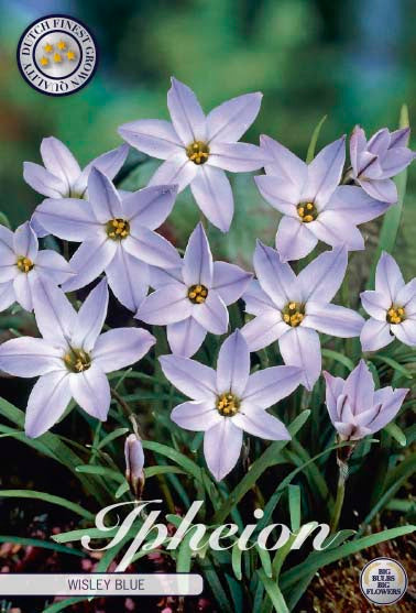 Forårslilje-Ipheion uniflorum 'Wisley Blue' 15-pak