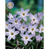 Vårlilja-Ipheion uniflorum &