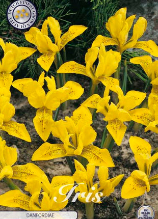 Winter Snow Iris-Iris Danfordiae 15-pak