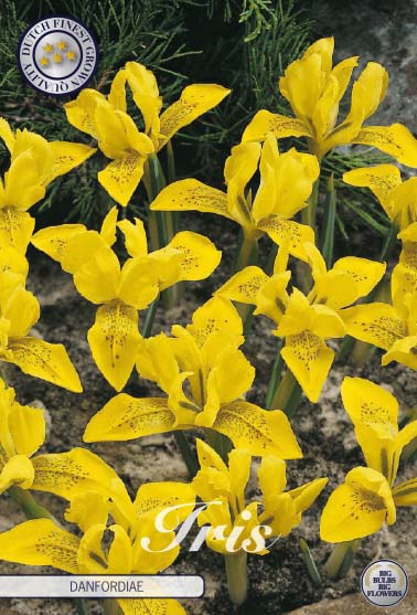 Winter Snow Iris-Iris Danfordiae 15-pak