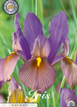Hollandsk iris-Iris hollandica 'Black Beauty' 10-pak