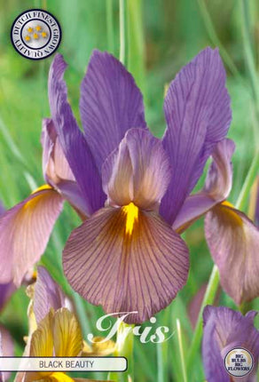 Holländsk iris-Iris hollandica 'Black Beauty' 10-pack