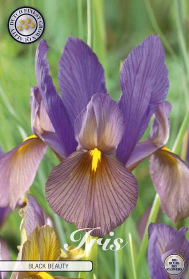 Hollantilainen iiris-Iris hollandica 'Black Beauty' 10 kpl