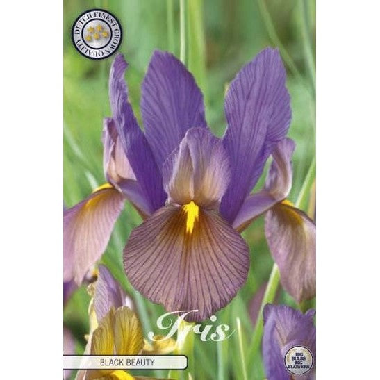 Holländsk iris-Iris hollandica 'Black Beauty' 10-pack