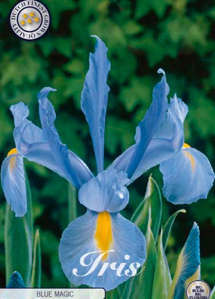 Holländsk iris-Iris hollandica 'Blue Magic' 15-pack