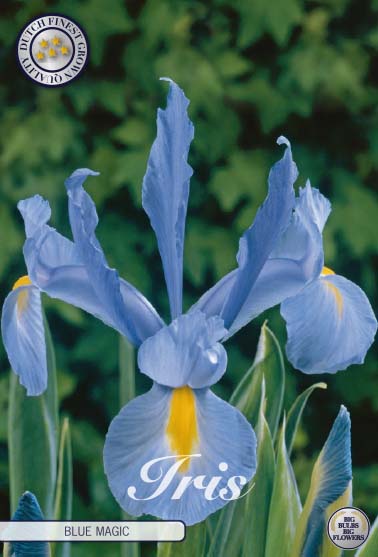 Hollantilainen iiris-Iris hollandica 'Blue Magic' 15 kpl