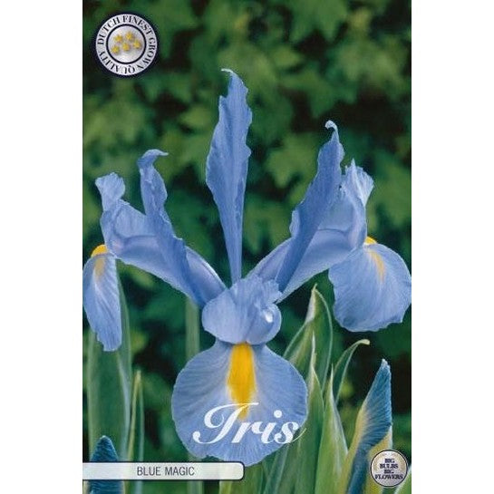Holländsk iris-Iris hollandica 'Blue Magic' 15-pack