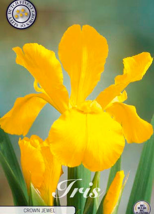 Hollantilainen Iris-Iris hollandica 'Crown Jewel' 15 kpl