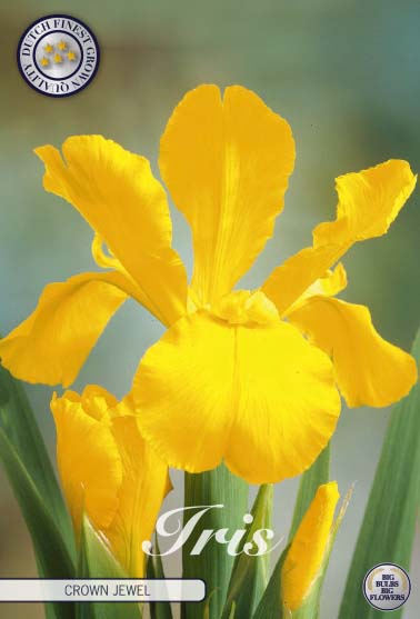 Hollandsk Iris-Iris hollandica 'Crown Jewel' 15-pak