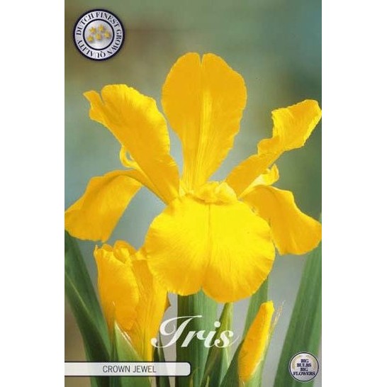 Holländsk iris-Iris hollandica 'Crown Jewel' 15-pack