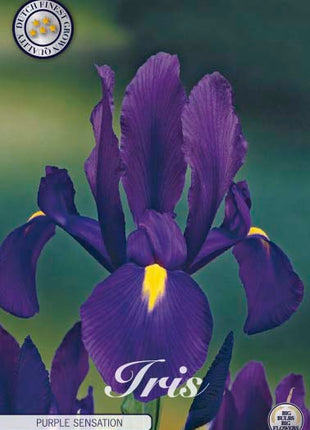 Holländsk iris-Iris hollandica 'Purple Sensation' 15-pack