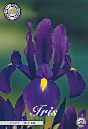 Hollandsk iris-Iris hollandica 'Purple Sensation' 15-pak